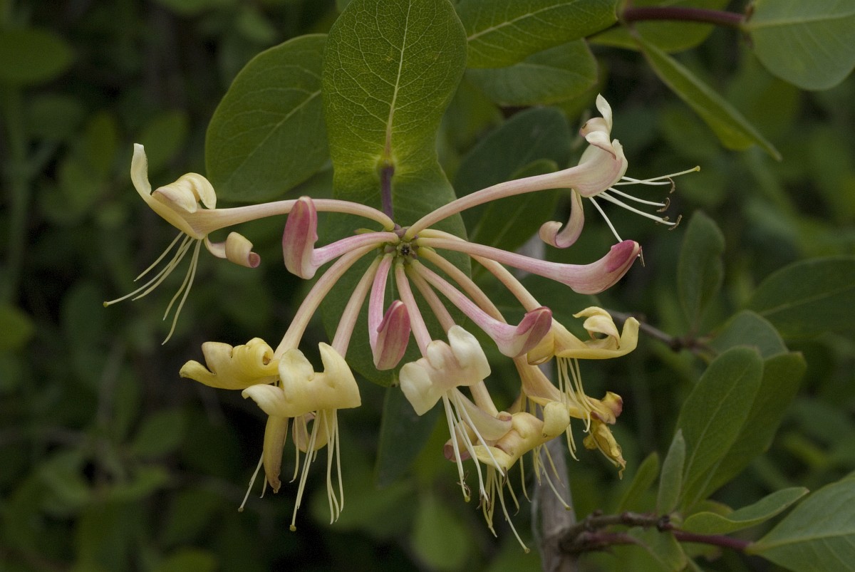 Lonicera etrusca